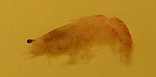 Shrimp_1.jpg